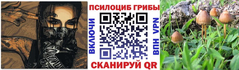 blacksprut ссылка Рубцовск Галлюциногенные грибы Cubensis